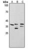 PCNA antibody, MBS820966, MyBioSource, Western Blot image 