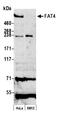 FAT Atypical Cadherin 4 antibody, A305-883A-M, Bethyl Labs, Western Blot image 