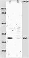 DT-diaphorase antibody, orb13617, Biorbyt, Western Blot image 
