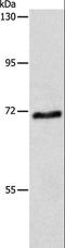 ATP Binding Cassette Subfamily G Member 4 antibody, LS-C404407, Lifespan Biosciences, Western Blot image 