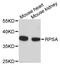 Ribosomal Protein SA antibody, A9008, ABclonal Technology, Western Blot image 