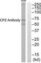 Carboxypeptidase Z antibody, TA314764, Origene, Western Blot image 