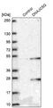 DnaJ Heat Shock Protein Family (Hsp40) Member C5 Gamma antibody, PA5-59575, Invitrogen Antibodies, Western Blot image 