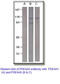 Phosphodiesterase 4A antibody, MBS540578, MyBioSource, Western Blot image 