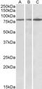 Histamine H2 receptor antibody, 42-385, ProSci, Enzyme Linked Immunosorbent Assay image 