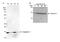 Galectin 7B antibody, A300-354A, Bethyl Labs, Western Blot image 