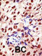Protein Arginine Methyltransferase 2 antibody, abx025568, Abbexa, Western Blot image 