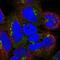 Golgin A8 Family Member A antibody, NBP2-55044, Novus Biologicals, Immunofluorescence image 