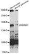 Glutamate receptor subunit epsilon-3 antibody, LS-C749247, Lifespan Biosciences, Western Blot image 