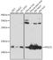 Ribosomal Protein S27 Like antibody, A15833, ABclonal Technology, Western Blot image 
