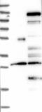 Centrobin, Centriole Duplication And Spindle Assembly Protein antibody, NBP1-82836, Novus Biologicals, Western Blot image 