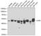LIM/homeobox protein Lhx6 antibody, 22-891, ProSci, Western Blot image 