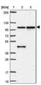 MMS19 nucleotide excision repair protein homolog antibody, NBP2-47371, Novus Biologicals, Western Blot image 