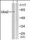 Ubiquitin Like Modifier Activating Enzyme 2 antibody, orb96018, Biorbyt, Western Blot image 