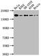 APC Regulator Of WNT Signaling Pathway antibody, CSB-RA951649A0HU, Cusabio, Western Blot image 