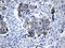 Mitochondrial Ribosomal Protein L48 antibody, LS-C798854, Lifespan Biosciences, Immunohistochemistry paraffin image 