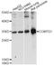 Catechol-O-Methyltransferase Domain Containing 1 antibody, LS-C749305, Lifespan Biosciences, Western Blot image 