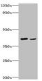 Wnt Family Member 2 antibody, orb353025, Biorbyt, Western Blot image 