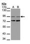 PITPNM Family Member 3 antibody, PA5-21903, Invitrogen Antibodies, Western Blot image 
