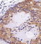 FAT Atypical Cadherin 4 antibody, TA309658, Origene, Immunohistochemistry paraffin image 