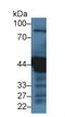 Keratin 18 antibody, LS-C314725, Lifespan Biosciences, Western Blot image 