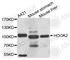 Protein Hook homolog 2 antibody, A8210, ABclonal Technology, Western Blot image 