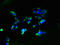 Angiotensin II Receptor Associated Protein antibody, LS-C677085, Lifespan Biosciences, Immunofluorescence image 