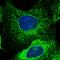 Guanylate Binding Protein 5 antibody, HPA028656, Atlas Antibodies, Immunofluorescence image 