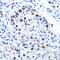 ICBP90 antibody, GTX32951, GeneTex, Immunohistochemistry paraffin image 