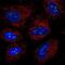 Leucine Rich Repeat Containing 23 antibody, NBP2-38827, Novus Biologicals, Immunofluorescence image 