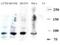 DNA Cross-Link Repair 1C antibody, TA319208, Origene, Western Blot image 