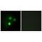 Kntc2 antibody, A01731-1, Boster Biological Technology, Immunofluorescence image 