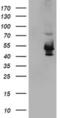 Potassium Voltage-Gated Channel Subfamily A Member Regulatory Beta Subunit 1 antibody, MA5-25788, Invitrogen Antibodies, Western Blot image 