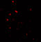 NLR Family CARD Domain Containing 5 antibody, A04481, Boster Biological Technology, Immunofluorescence image 