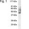 Prolactin Regulatory Element Binding antibody, PA1-610, Invitrogen Antibodies, Western Blot image 