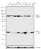 H2A Histone Family Member Z antibody, 711485, Invitrogen Antibodies, Western Blot image 