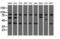 COBW Domain Containing 1 antibody, M15555-1, Boster Biological Technology, Western Blot image 