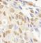 Lysine Demethylase 2A antibody, IHC-00528, Bethyl Labs, Immunohistochemistry frozen image 
