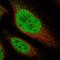 CTSL2 antibody, HPA040763, Atlas Antibodies, Immunofluorescence image 