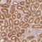 Coiled-Coil Domain Containing 102B antibody, HPA048194, Atlas Antibodies, Immunohistochemistry frozen image 