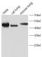 Caveolin 1 antibody, FNab10420, FineTest, Western Blot image 