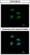 YEATS Domain Containing 4 antibody, GTX118115, GeneTex, Immunocytochemistry image 