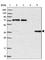 Chromosome 11 Open Reading Frame 54 antibody, HPA040511, Atlas Antibodies, Western Blot image 