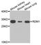 RAD52 Motif Containing 1 antibody, orb373489, Biorbyt, Western Blot image 