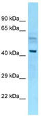 Nucleosome Assembly Protein 1 Like 4 antibody, TA344383, Origene, Western Blot image 