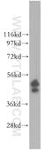 Endoplasmic Reticulum Oxidoreductase 1 Beta antibody, 11261-2-AP, Proteintech Group, Western Blot image 