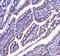 Cannabinoid Receptor 1 antibody, A01291-1, Boster Biological Technology, Immunohistochemistry paraffin image 