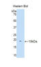 D-Aspartate Oxidase antibody, LS-C293641, Lifespan Biosciences, Western Blot image 