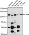 Calnexin antibody, 16-150, ProSci, Western Blot image 