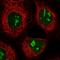 G-Patch Domain Containing 4 antibody, HPA028323, Atlas Antibodies, Immunofluorescence image 